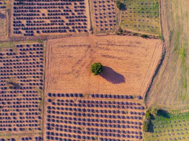 Lavanta tarlası Isparta ve Türkiye