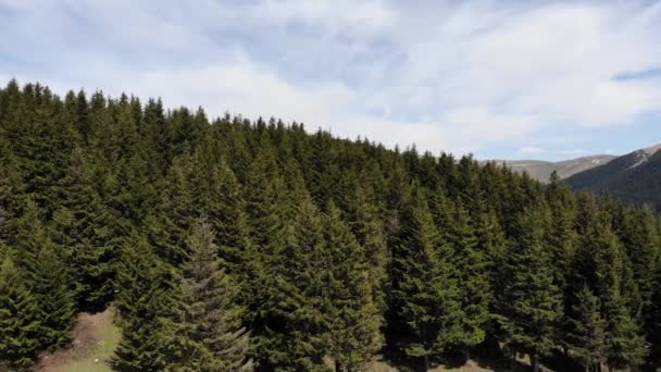 高山を背景に美しい松の木 Kumbet ハイランズ シェビンカラヒサル ギレスン — ストック動画