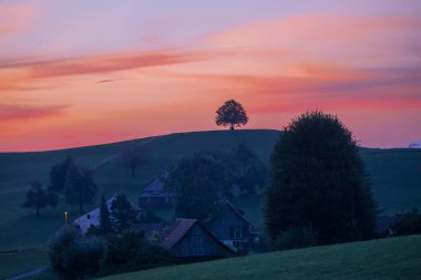 İsviçre 'nin Hirzel kentindeki kırsal kesimde otlayan inek sürüsüyle tepedeki yalnız ağacın üzerinde güneşin doğuşunun resimli manzarası.
