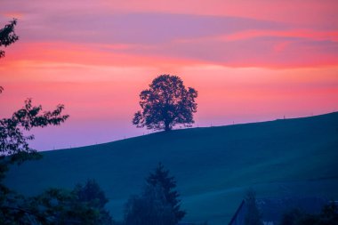 İsviçre 'nin Hirzel kentindeki kırsal kesimde otlayan inek sürüsüyle tepedeki yalnız ağacın üzerinde güneşin doğuşunun resimli manzarası.