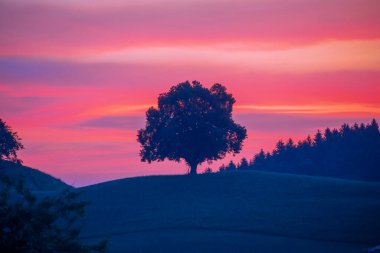 İsviçre 'nin Hirzel kentindeki kırsal kesimde otlayan inek sürüsüyle tepedeki yalnız ağacın üzerinde güneşin doğuşunun resimli manzarası.