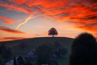 İsviçre 'nin Hirzel kentindeki kırsal kesimde otlayan inek sürüsüyle tepedeki yalnız ağacın üzerinde güneşin doğuşunun resimli manzarası.