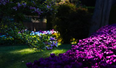 Emirgan Parkı 'nda geleneksel Lale Festivali. İlkbaharda tarihi bir şehir parkı.