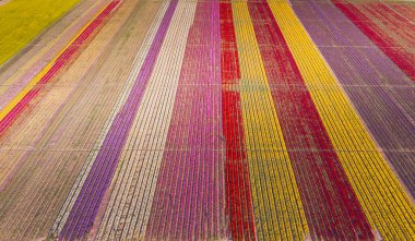 Aerial images of tulip fields clipart