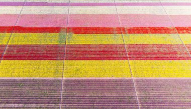 Aerial images of tulip fields clipart