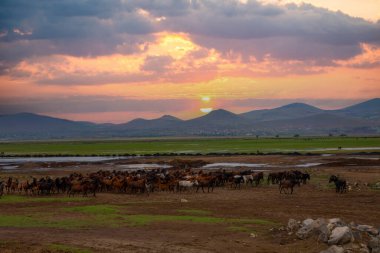güzel manzara ve sultanmarshes (kuş cenneti) yanındaki erciyes Dağı, kayseri
