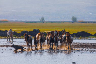 güzel manzara ve sultanmarshes (kuş cenneti) yanındaki erciyes Dağı, kayseri