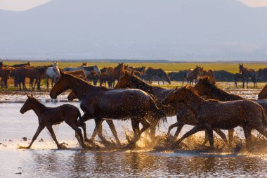 güzel manzara ve sultanmarshes (kuş cenneti) yanındaki erciyes Dağı, kayseri