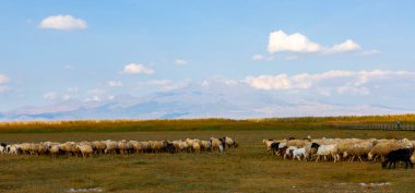 güzel manzara ve sultanmarshes (kuş cenneti) yanındaki erciyes Dağı, kayseri