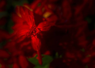 Doğada çeşitli makro fotoğraflar