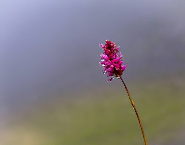 Doğada çeşitli makro fotoğraflar