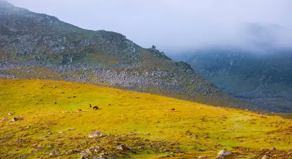 stock image Kackar Mountains National Park, Kocdz Plateau and Lakes Region