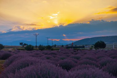 Lavanta tarlası Isparta ve Türkiye