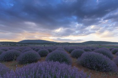 Lavanta tarlası Isparta ve Türkiye