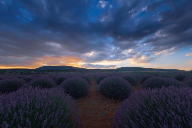 Lavanta tarlası Isparta ve Türkiye