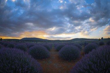 Lavanta tarlası Isparta ve Türkiye