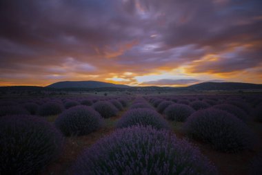 Lavanta tarlası Isparta ve Türkiye
