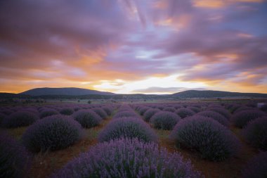 Lavanta tarlası Isparta ve Türkiye