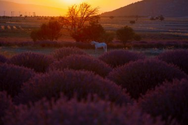 Lavanta tarlası Isparta ve Türkiye