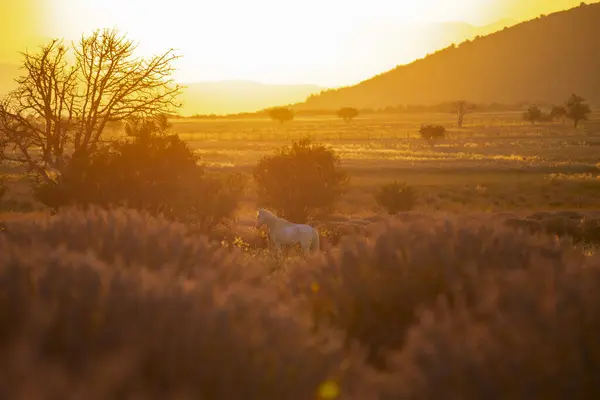 stock image Lavender field Isparta and Turkey