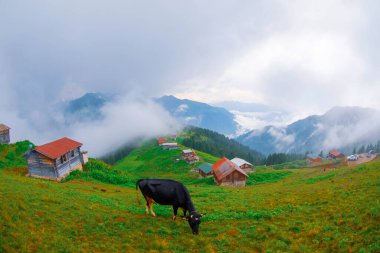 Kackar Dağları ile POKUT Plateau panoramik görüntüsü. Bu plato, Rize 'nin Camlihemsin ilçesinde yer almaktadır. Kackar Dağları bölgesi.