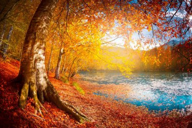 Sonbahar orman manzarası Yedigoller Ulusal Parkı 'ndaki suya yansıyor. Bu da yedi göl anlamına geliyor.