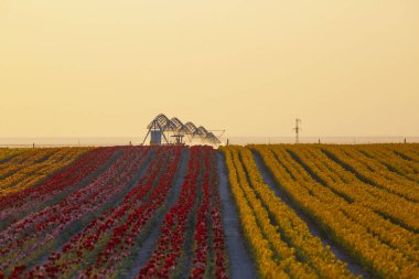 Konya lale bahçeleri, renkli laleler.