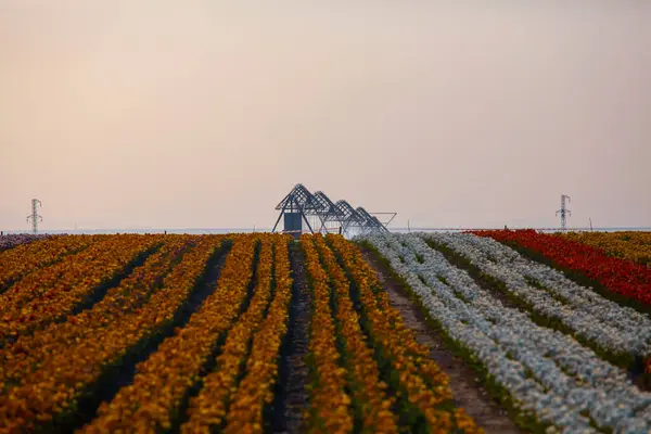 stock image Konya tulip gardens, colorful tulips.