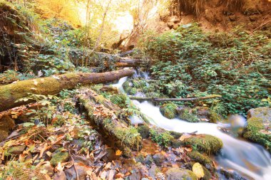 Sonbahar sahnesi. Yedi Bolu Gölü Türkiye