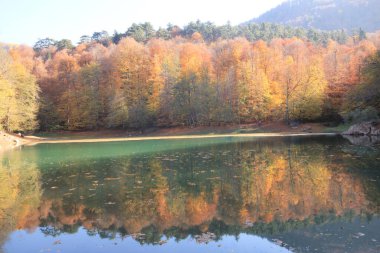 Sonbahar sahnesi. Yedi Bolu Gölü Türkiye