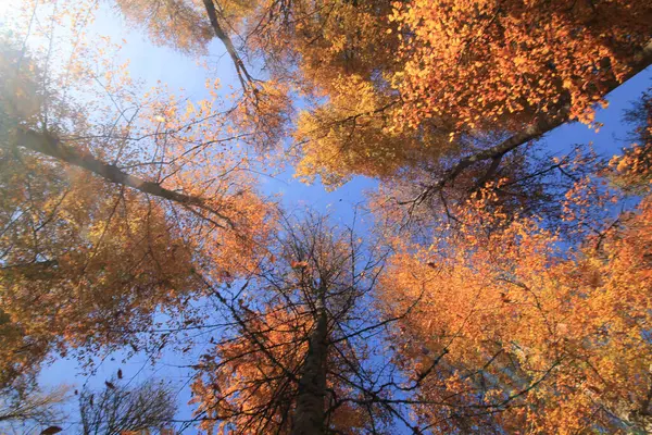 Stock image Autumn scene. Seven lakes Bolu Turkey