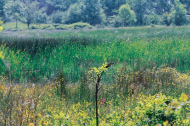 İgneada Longozu, Krklareli 'nin Kykoy bölgesinde yer almaktadır..