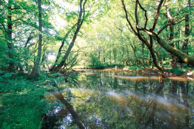 İgneada Longozu, Krklareli 'nin Kykoy bölgesinde yer almaktadır..