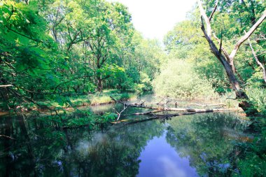 İgneada Longozu, Krklareli 'nin Kykoy bölgesinde yer almaktadır..