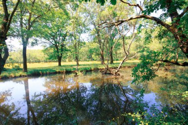 İgneada Longozu, Krklareli 'nin Kykoy bölgesinde yer almaktadır..