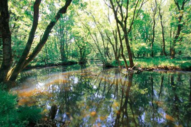 İgneada Longozu, Krklareli 'nin Kykoy bölgesinde yer almaktadır..