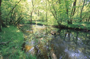 igneada Longozu, a natural freedom, is located in the Kykoy area of Krklareli. clipart