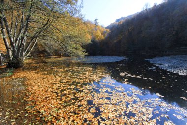 Yenice Ormanları, Karabk ilinin Yenice ilçesine bağlı bir ormandır. Adını bölgeden alıyor..