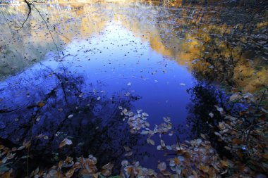Yenice Ormanları, Karabk ilinin Yenice ilçesine bağlı bir ormandır. Adını bölgeden alıyor..