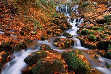 Yenice Ormanları, Karabk ilinin Yenice ilçesine bağlı bir ormandır. Adını bölgeden alıyor..