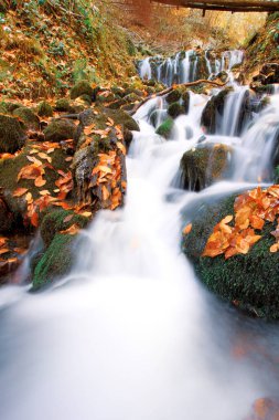 Yenice Ormanları, Karabk ilinin Yenice ilçesine bağlı bir ormandır. Adını bölgeden alıyor..