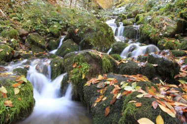 Yenice Ormanları, Karabk ilinin Yenice ilçesine bağlı bir ormandır. Adını bölgeden alıyor..