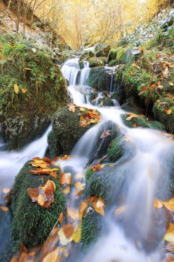 Yenice Forests is a forest located within the borders of Yenice district of Karabk province. It takes its name from the district. clipart