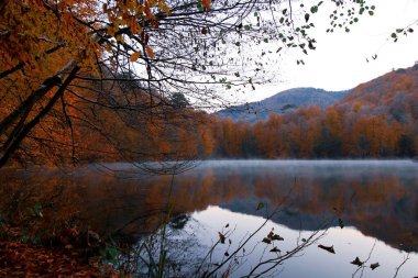 Belgrad Ormanı, İstanbul 'un Avrupa yakasında Atalca Yarımadası' nın en doğu ucunda yer alan doğal olarak oluşmuş bir ormanlık alan..