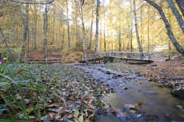 Belgrad Ormanı, İstanbul 'un Avrupa yakasında Atalca Yarımadası' nın en doğu ucunda yer alan doğal olarak oluşmuş bir ormanlık alan..