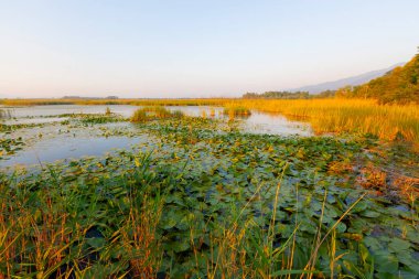 Efteni Gölü, Orta ve Glyaka bölgelerinin sınırları içinde, Dzce ilinin sınırları içinde yer alan bir tatlı su gölüdür..