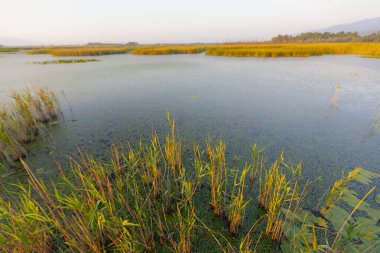 Efteni Gölü, Orta ve Glyaka bölgelerinin sınırları içinde, Dzce ilinin sınırları içinde yer alan bir tatlı su gölüdür..