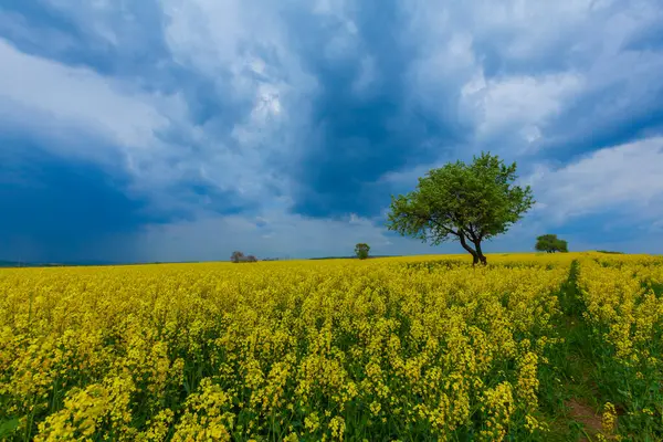 stock image Ucmakdere is a neighborhood in the arky district of Tekirda province.