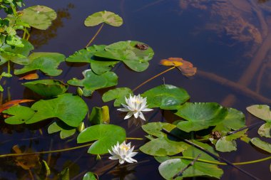 A water lily bloomed in a lake clipart