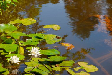 A water lily bloomed in a lake clipart